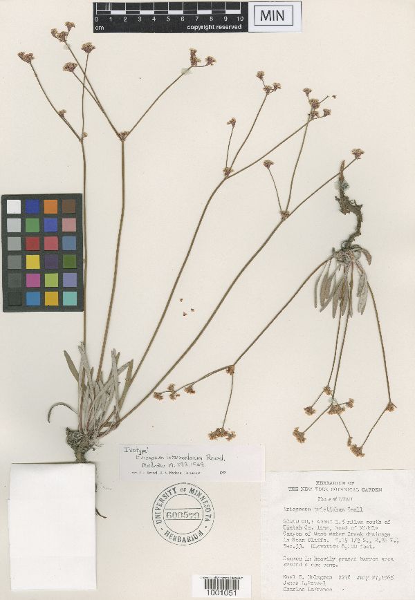 Eriogonum lonchophyllum image