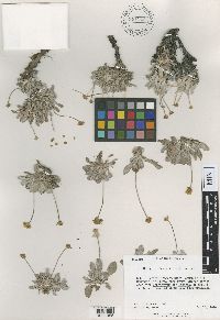 Image of Eriogonum desertorum