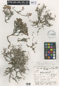 Eriogonum microthecum var. lapidicola image