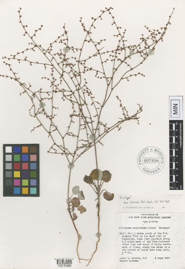 Eriogonum scabrellum image