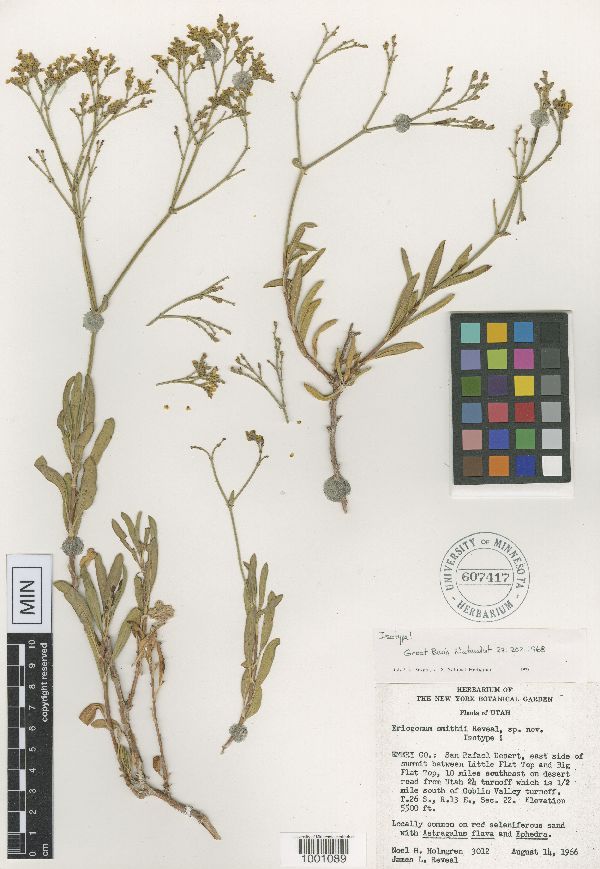 Eriogonum smithii image