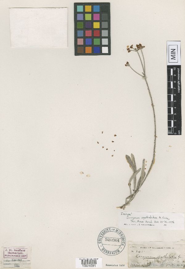 Eriogonum spathulatum image