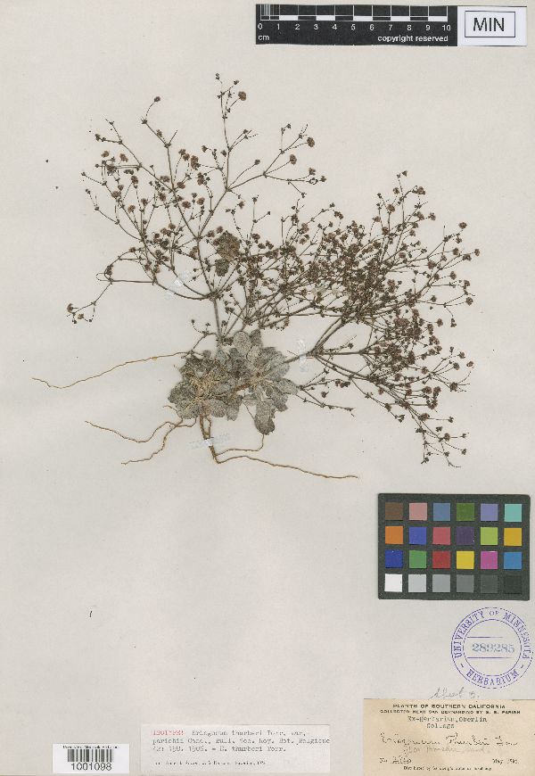 Eriogonum thurberi image