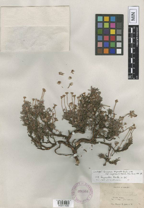 Eriogonum thymoides subsp. congestum image