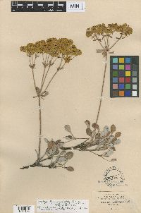 Eriogonum umbellatum var. ellipticum image