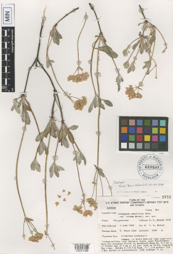 Eriogonum umbellatum var. vernum image