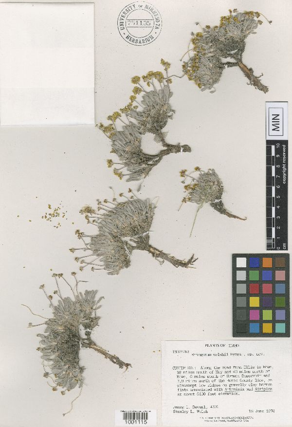 Eriogonum welshii image