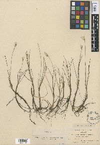 Eriophorum tenellum var. monticola image
