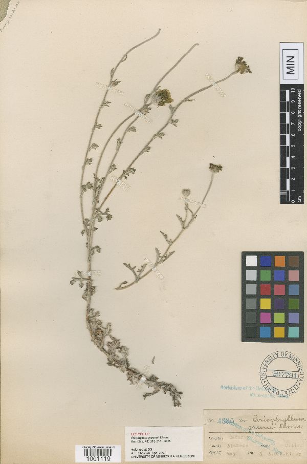 Eriophyllum greenei image