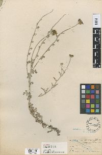 Image of Eriophyllum greenei