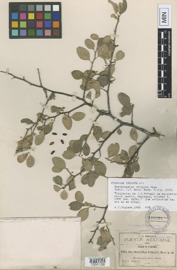 Erythroxylum rotundifolium image