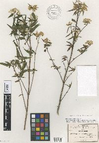 Image of Ageratina amblyolepis