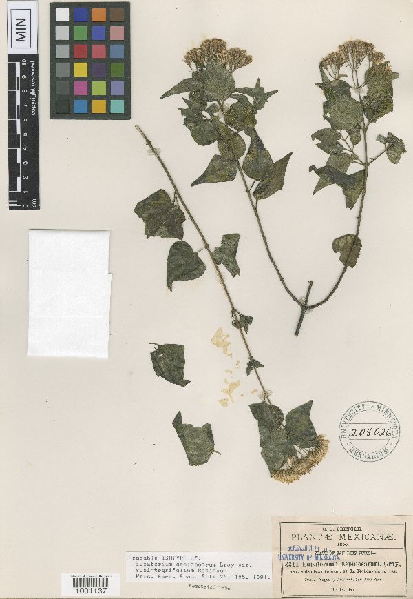 Ageratina espinosarum var. subintegrifolia image