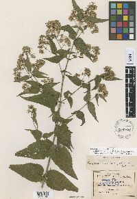 Koanophyllon longifolia image