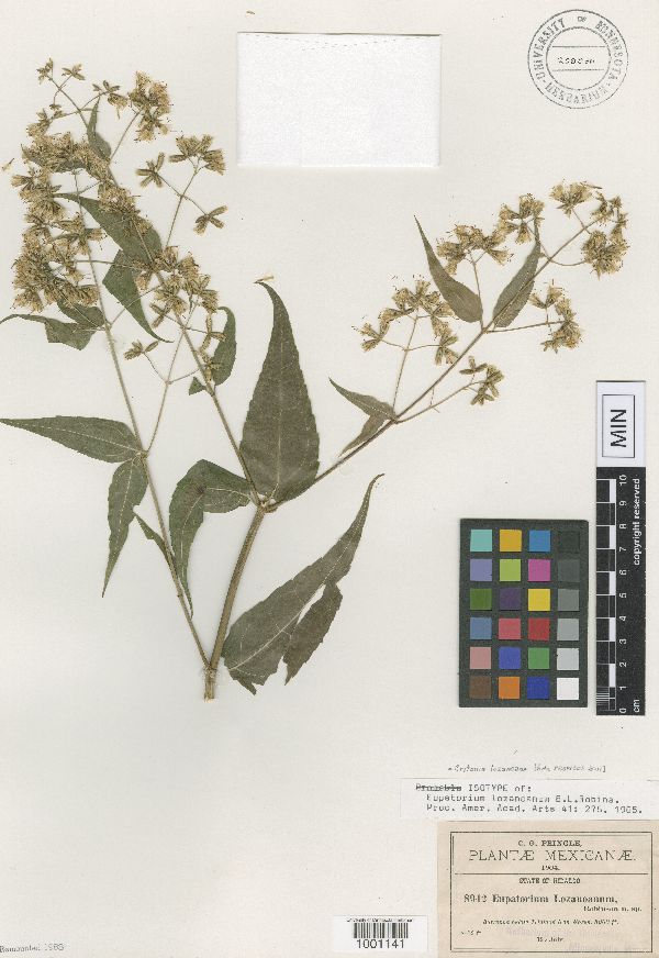 Critonia lozanoana image
