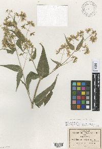 Eupatorium lozanoanum image