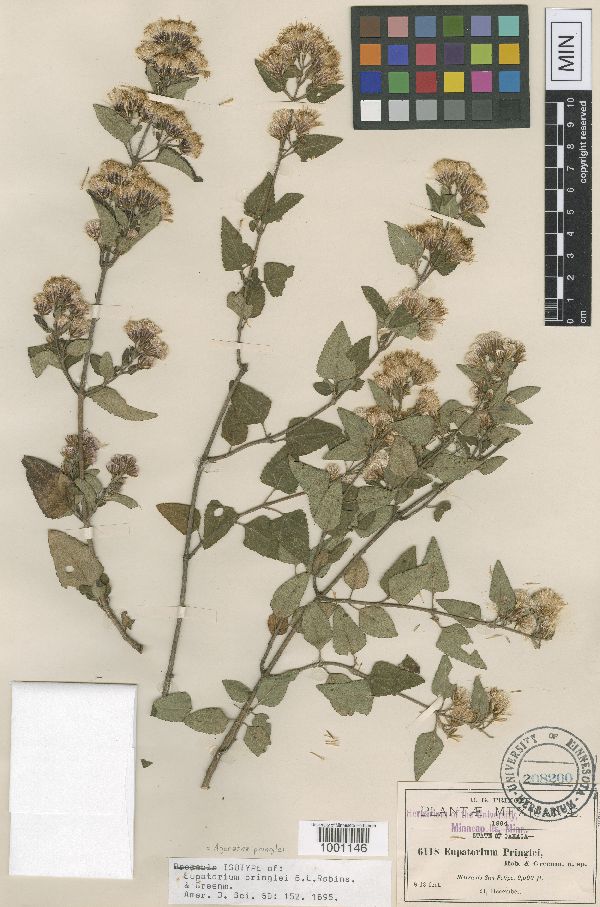 Ageratina pringlei image