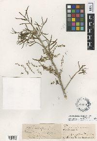 Forchhammeria watsonii image