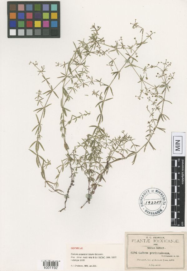 Galium praetermissum image