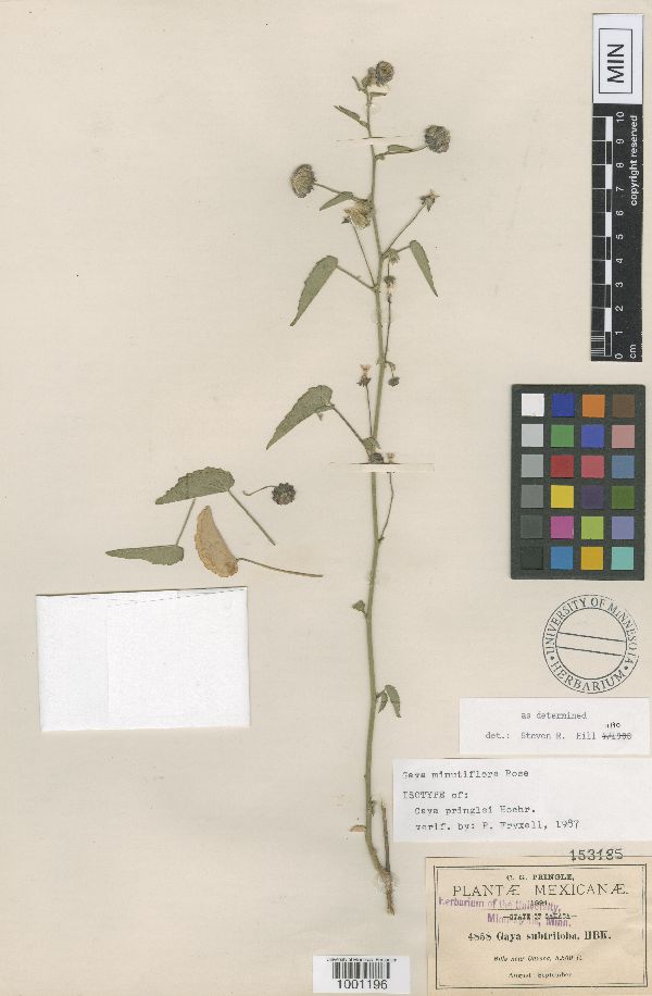Gaya minutiflora image