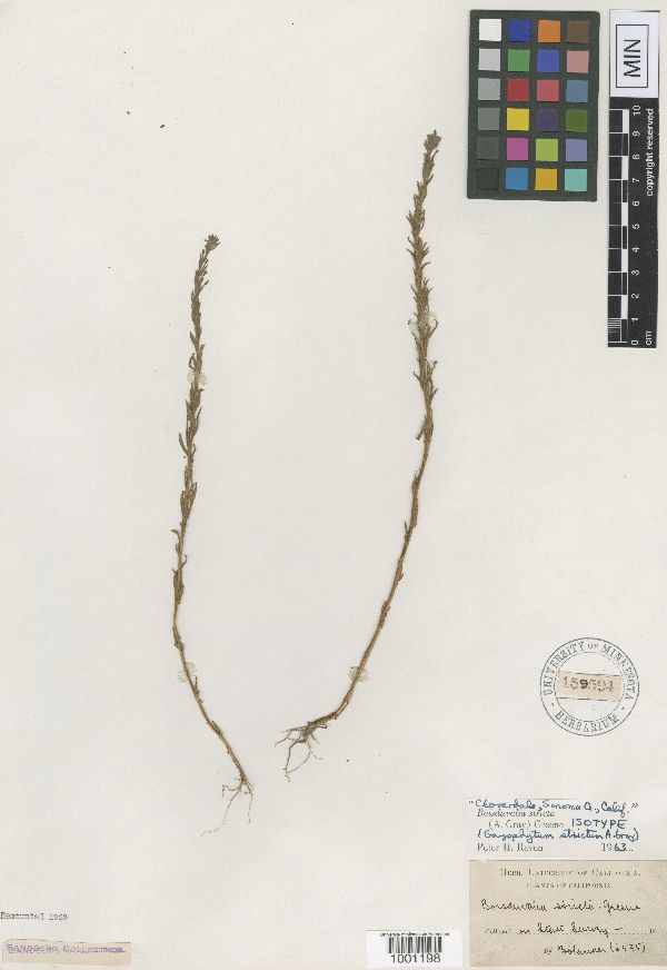 Epilobium torreyi image