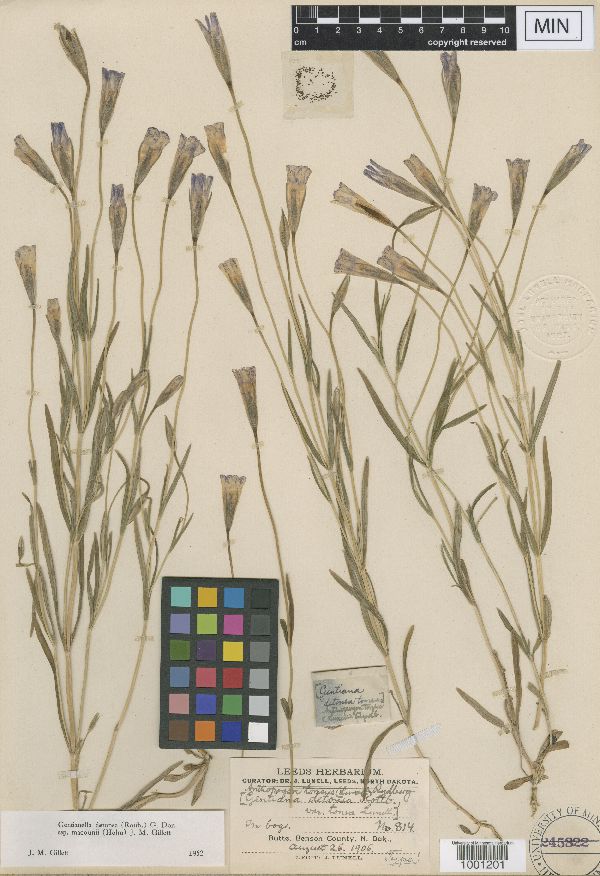 Gentianella detonsa subsp. macounii image