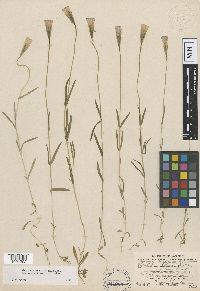 Gentianella detonsa subsp. macounii image