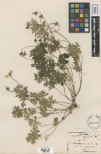 Geranium lozanoi image