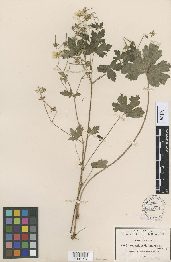 Geranium durangensis image