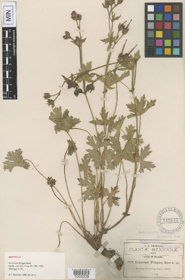 Geranium pringlei image