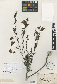 Image of Agalinis fasciculata
