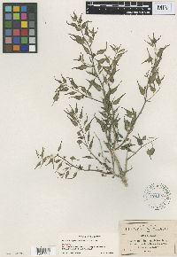 Image of Matelea trachyantha