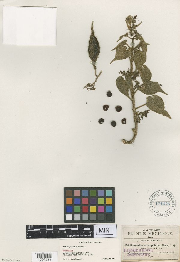 Matelea johnstonii image