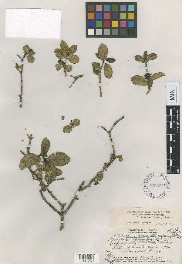 Gouldia terminalis var. parvifolia image
