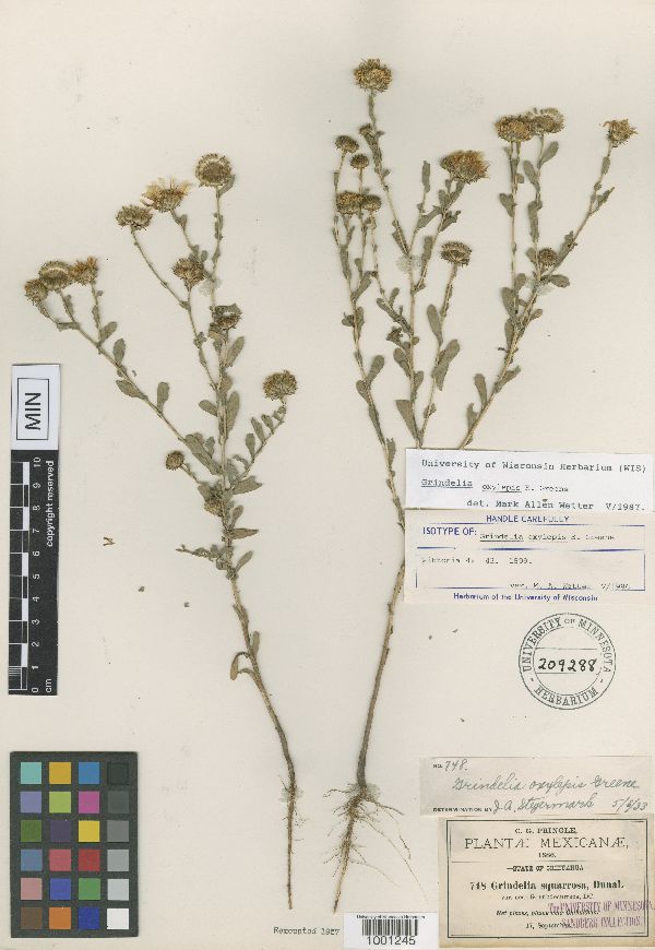 Grindelia oxylepis image