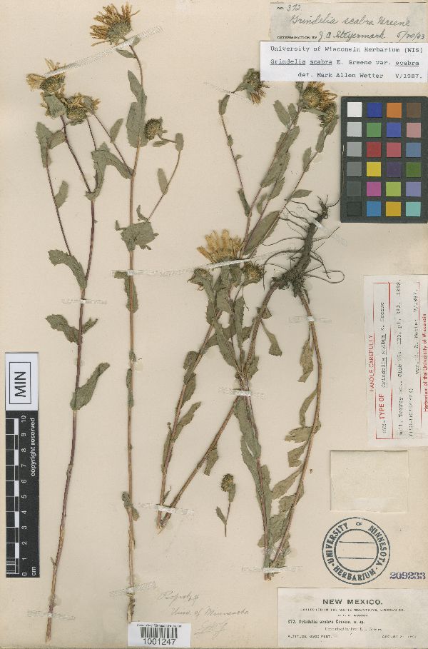 Grindelia scabra image