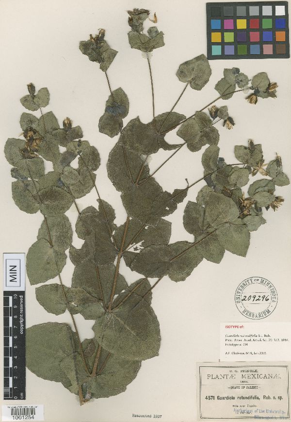Guardiola rotundifolia image