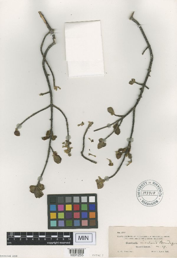 Guettarda elliptica image
