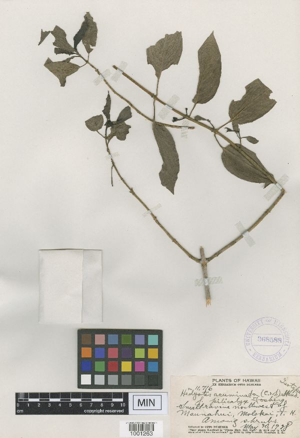 Kadua acuminata image
