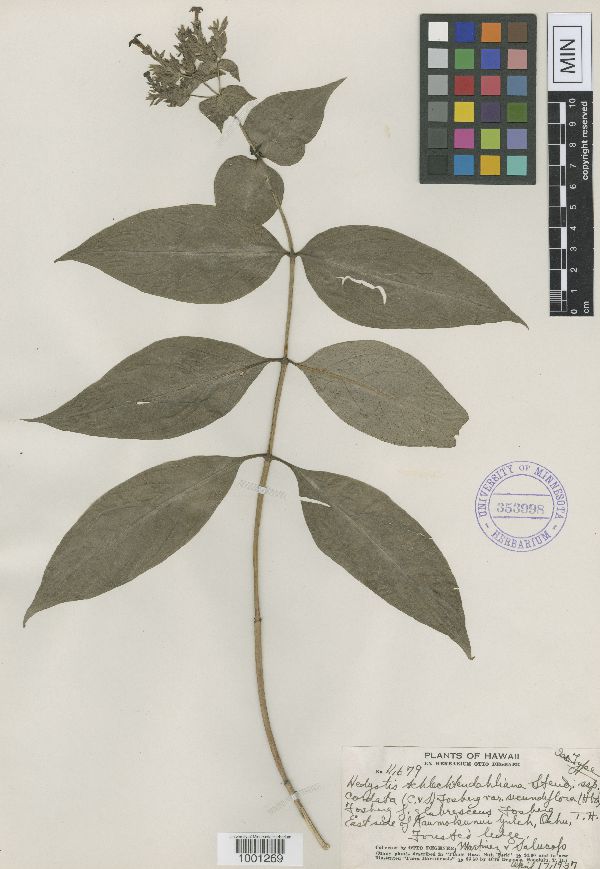 Hedyotis schlechtendahliana var. secundiflora image