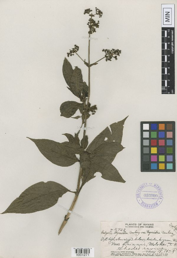 Hedyotis thyrsoidea image