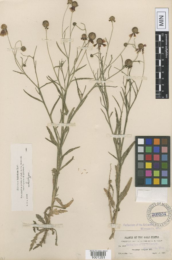 Helenium linifolium image
