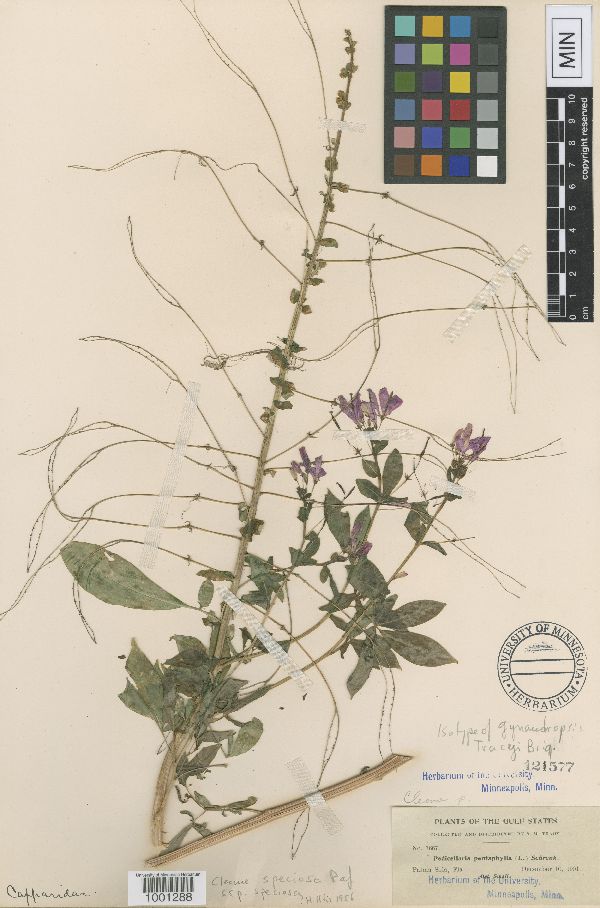 Cleoserrata speciosa image