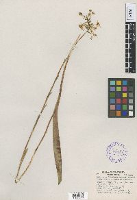 Image of Platanthera integrilabia