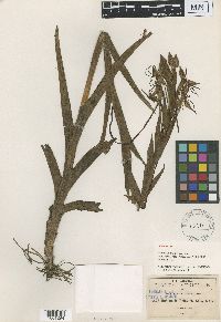 Image of Habenaria bractescens