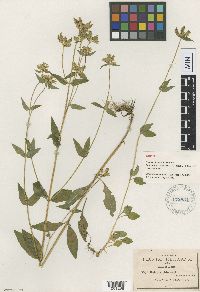 Halenia schiedeana image