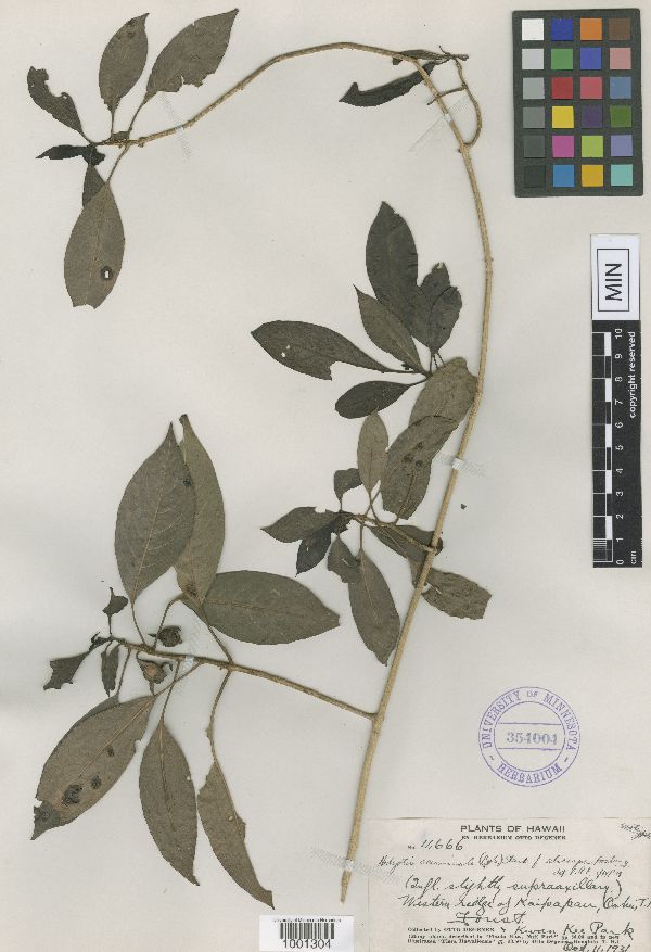 Hedyotis acuminata image