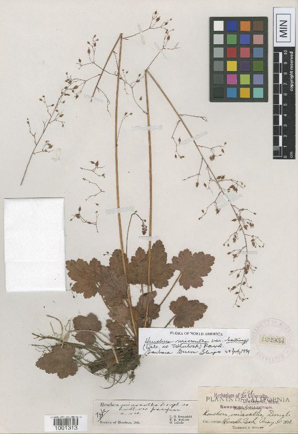 Heuchera micrantha var. hartwegii image