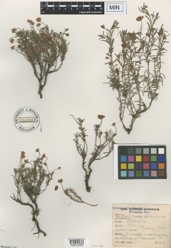 Hibbertia diamesogenos image