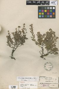 Helianthemum chihuahuense image